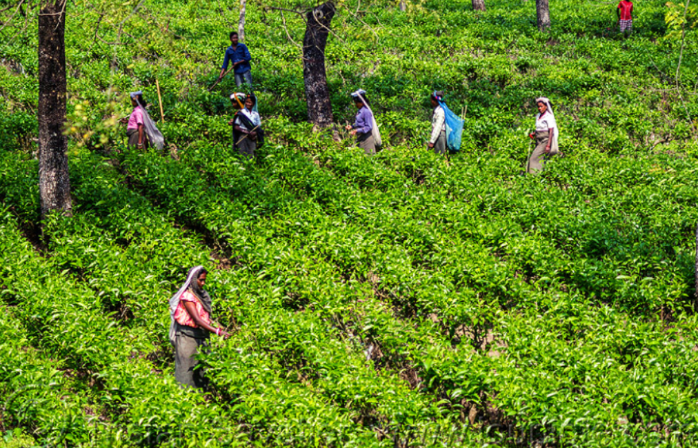 Bengal Tea Garden Workers Launch Stir to Demand 20 Puja Season Bonus